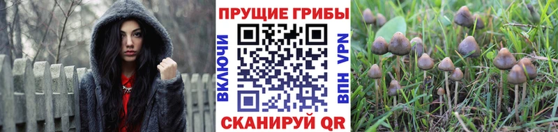где купить наркоту  Палласовка  Псилоцибиновые грибы прущие грибы 